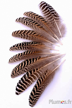 Aigle (imitation) - 25-30 cm - tigré tacheté